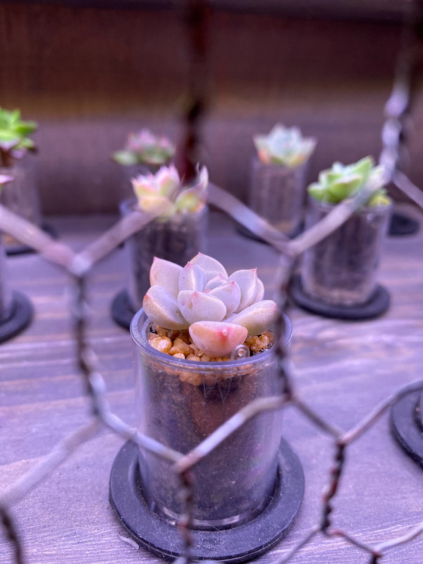 iPhone 11樣張（圖片來自@無聊玩數碼）