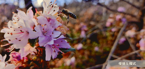 vivo S6視頻有多給力？超級防抖助你“感同身受” 